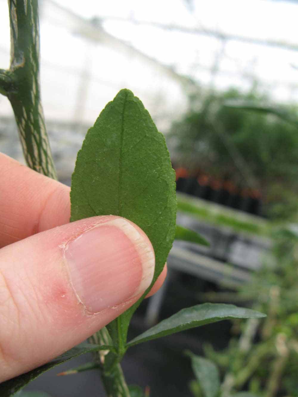              Margin (Phillip Rucks Citrus Nursery, Frostproof, FL)       